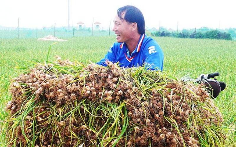 đặc sản tỏi lý sơn