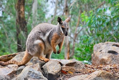 Featherdale Wildlife Park Australia.jpg