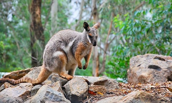 Featherdale Wildlife Park Australia.jpg