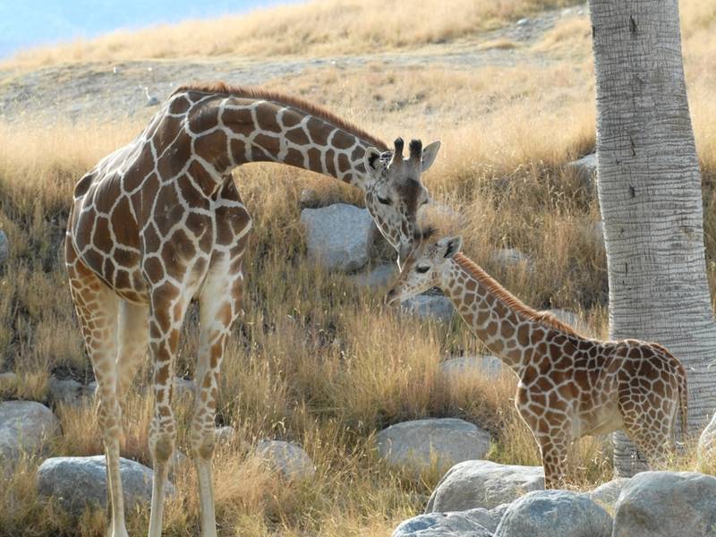 Living Desert