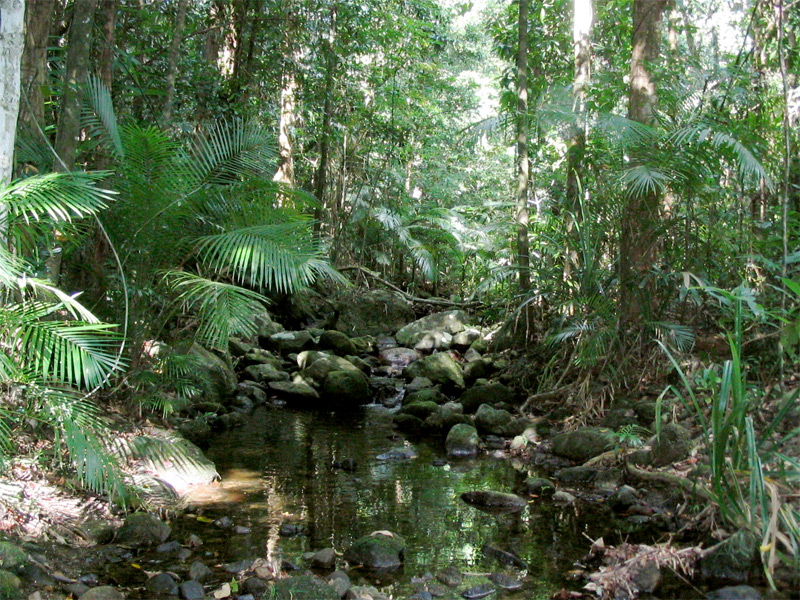 Vườn quốc gia daintree