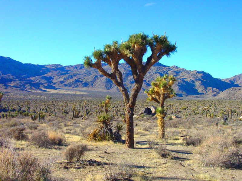 Vườn quốc gia Joshua Tree