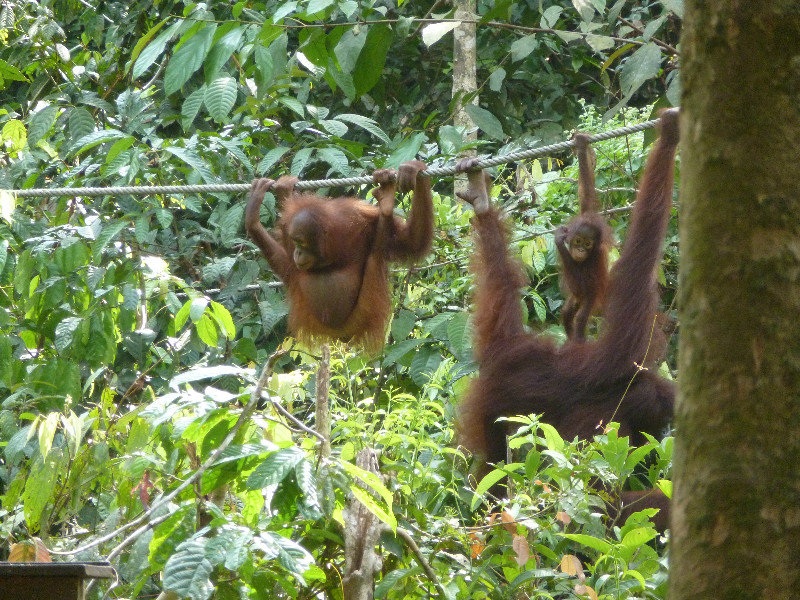 khu bao ton Sepilok