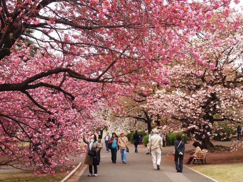 lễ hội hoa anh đào Yeouido