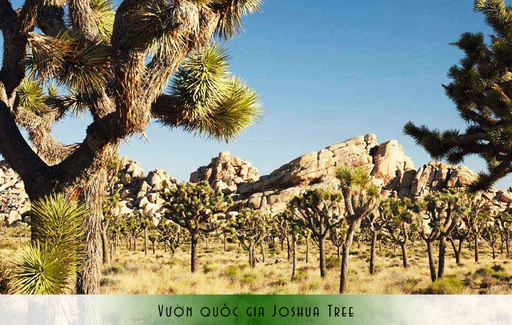 Vườn quốc gia Joshua Tree