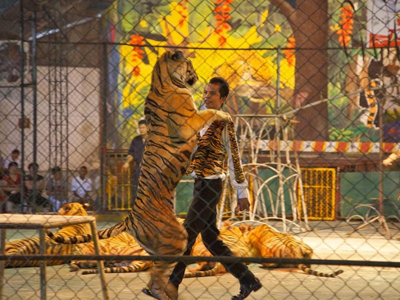 Trại Hổ Sriracha Tiger Zoo