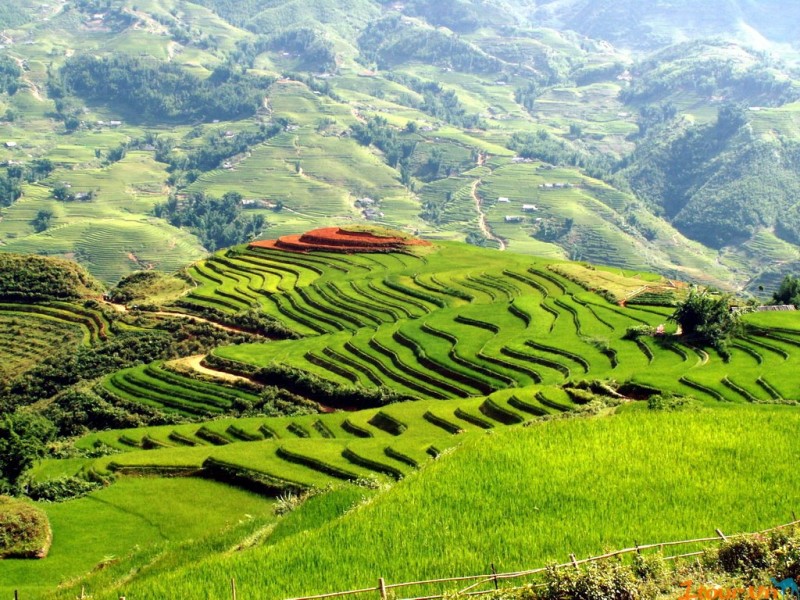 Sapa