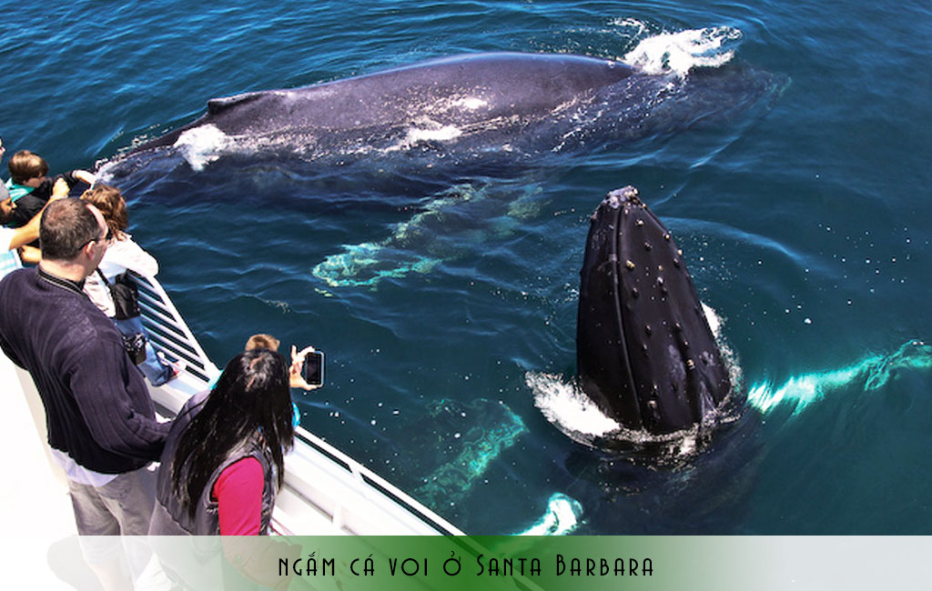 Ngắm cá voi ở Santa Barbara