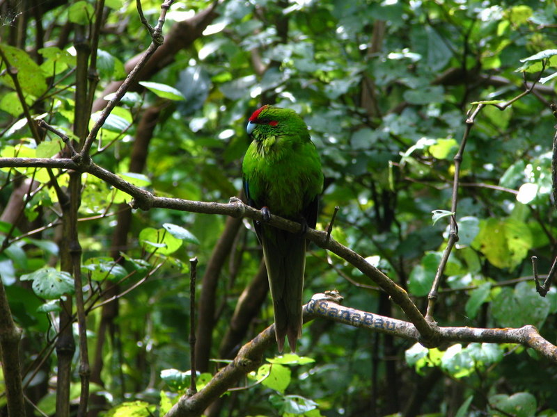 Khu bảo tồn Zealandia