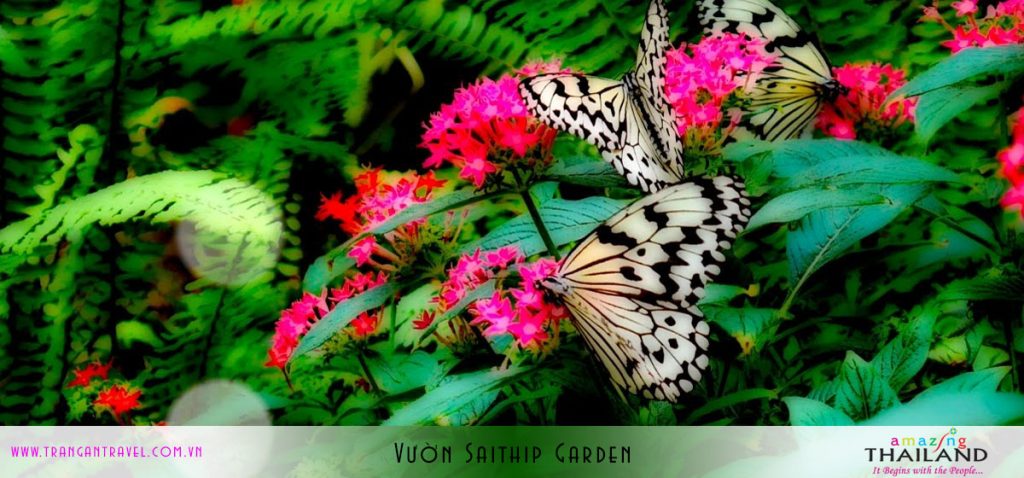 Vườn Saithip Garden