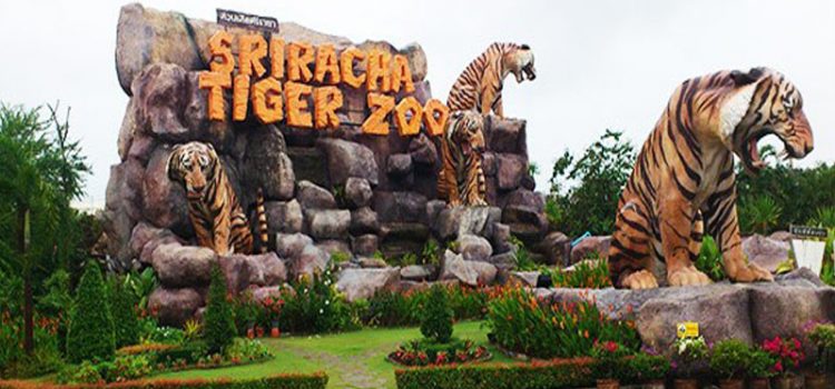 Khám phá Trại hổ Sriracha Tiger Zoo – một trong những điểm đến nổi tiếng nhất ở Pattaya