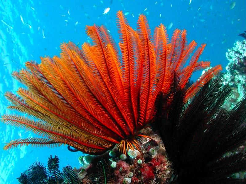 Great Barrier Reef 2