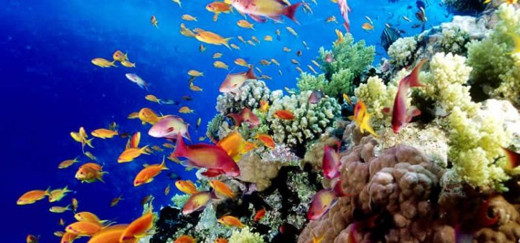 Những sự thật thú vị bạn nên biết trước khi ghé thăm Rạn san hô Great Barrier Reef