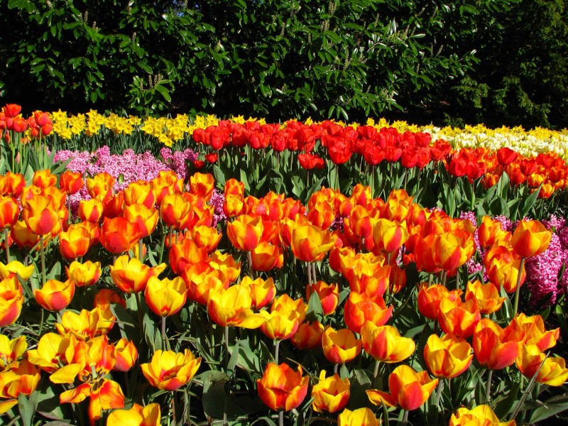 Keukenhof