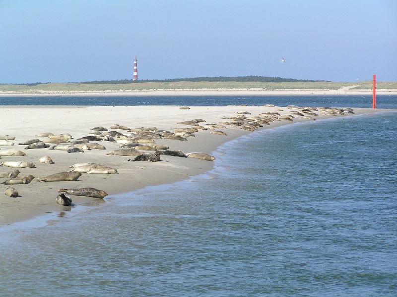 Ameland