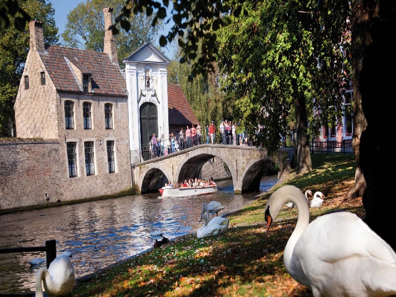 Ngắm nhìn thiên nga ở Bruges