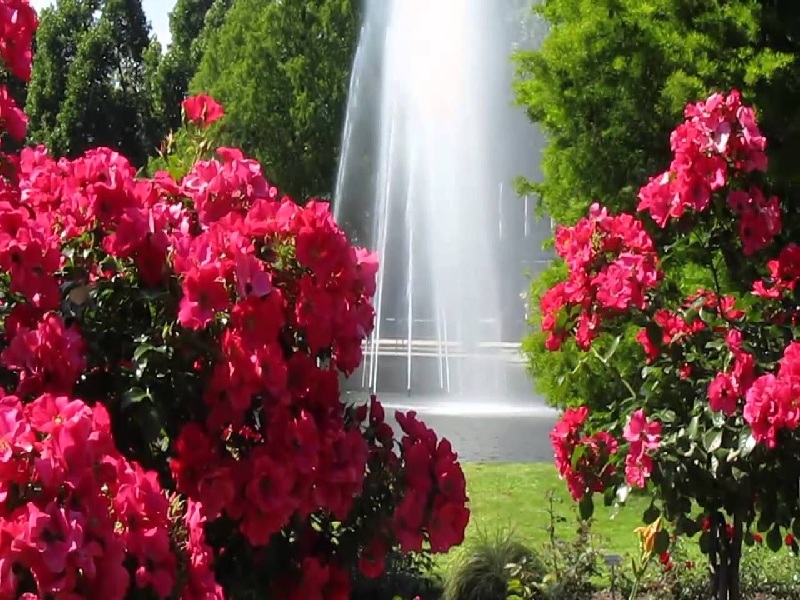 Khu vườn hoa hồng ở Bern