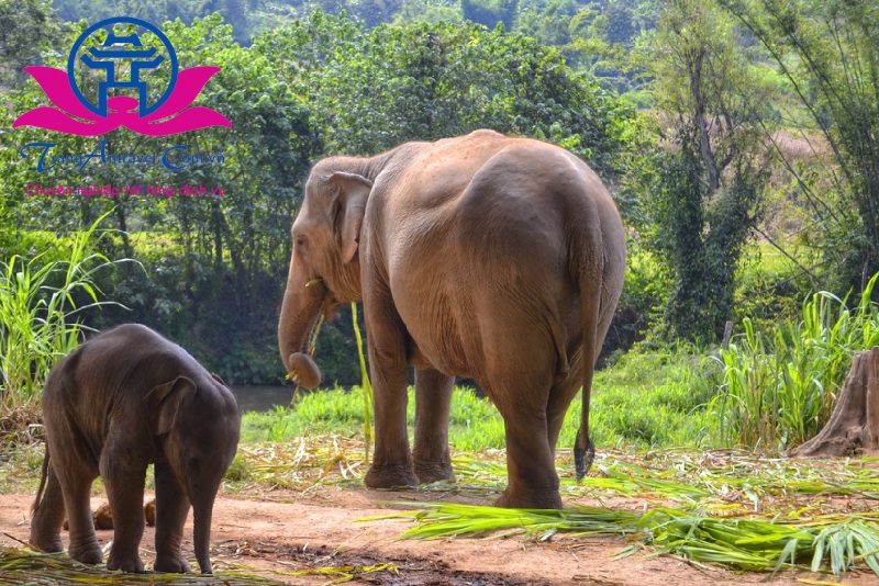 Khu bảo tồn voi ở Chiang Mai