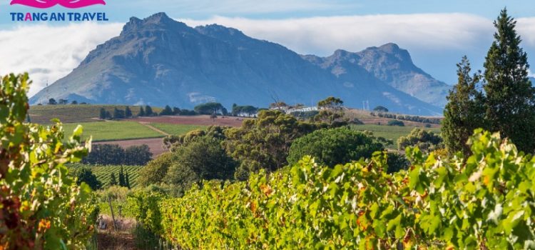 Stellenbosch – thị trấn rượu vang đẹp đến nao lòng ở Western Cape