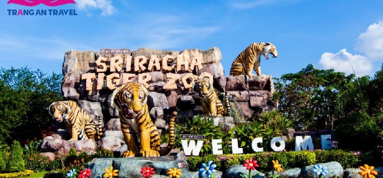 Trại Hổ Sriracha Tiger Zoo