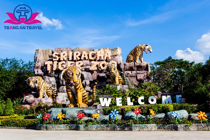 Trại Hổ Sriracha Tiger Zoo