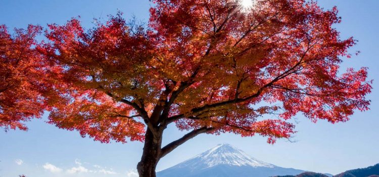 Tất tần tật về du lịch Nhật Bản mùa lá đỏ 2019