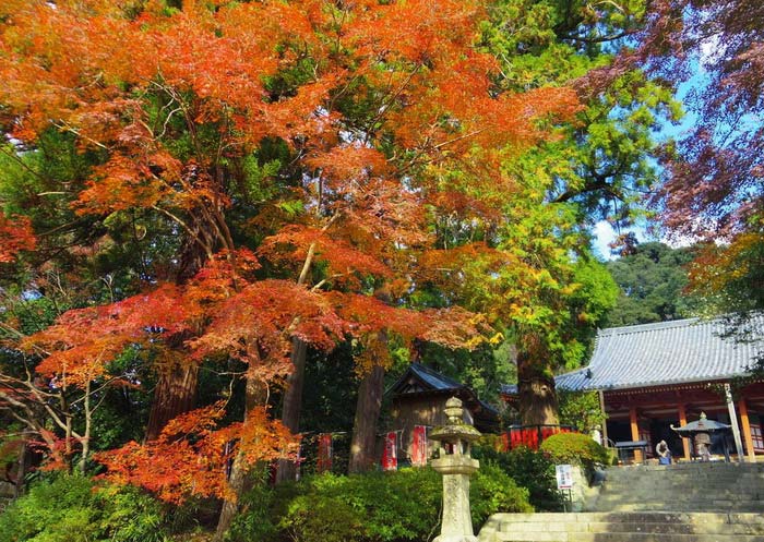 Osaka mùa lá đỏ