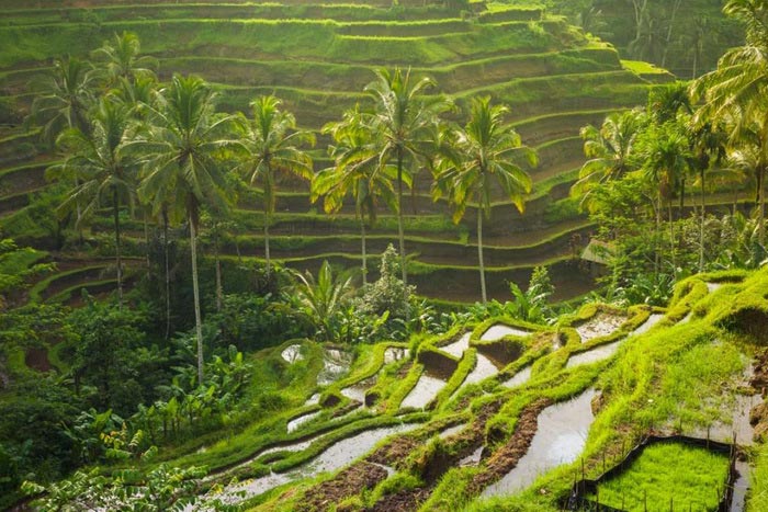 Ruộng lúa bậc thang Tegalalang thị trấn Ubud Bali