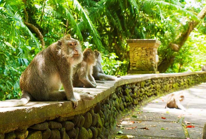rừng khỉ thị trấn Ubud Bali