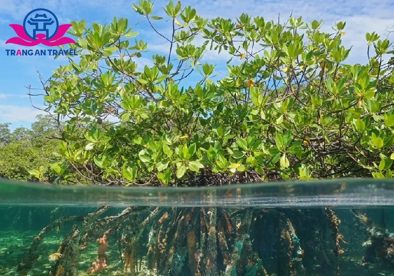 Vườn quốc gia Mangroves