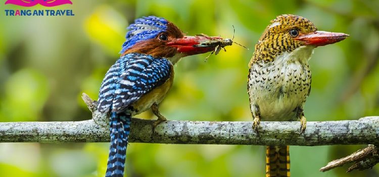 Tất tần tật những điều bạn nên biết khi tới Công viên Quốc gia Khao Sok