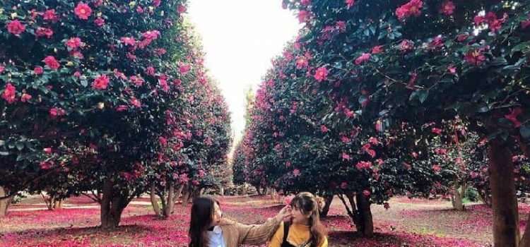 Vườn hoa trà Wimiri