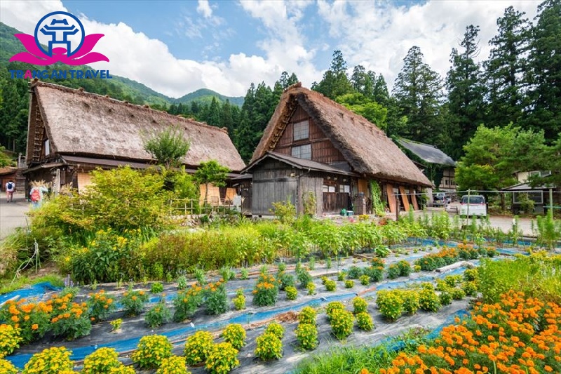 Vườn rau xanh mướt ở Shirakawa go