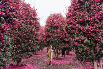 Tour du lịch Hàn Quốc