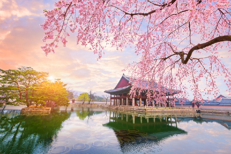 Cung điện Gyeongbokyung mùa hoa anh đào