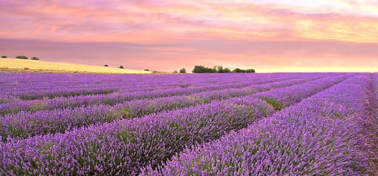 Cánh đồng hoa oải hương tím biếc ở Provence