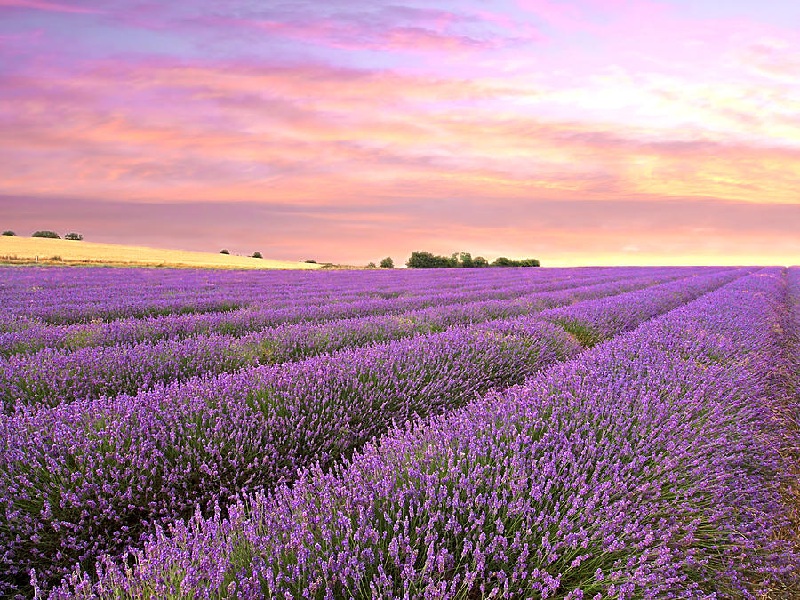 Cánh đồng hoa oải hương tím biếc ở Provence