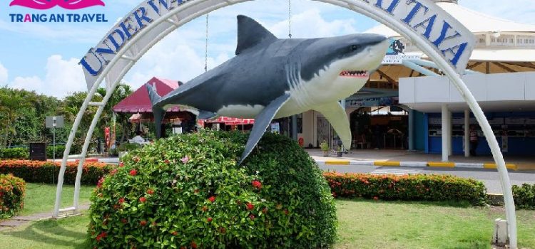 Công viên thủy cung Pattaya có gì thú vị?