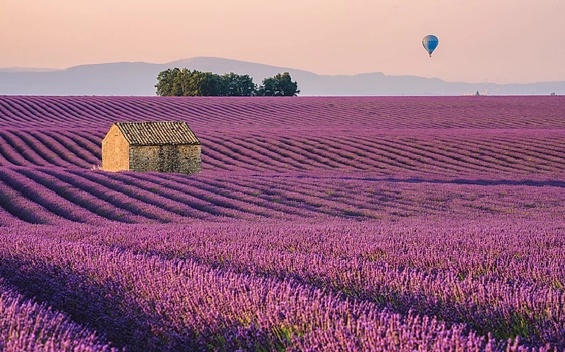 Vẻ đẹp vạn người mê của cánh đồng hoa oải hương ở Provence