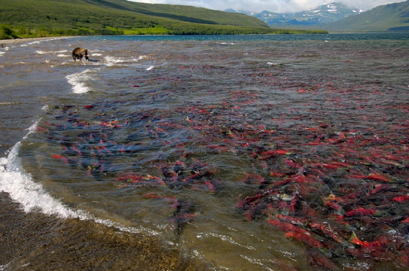 Cá hồi Sockeye