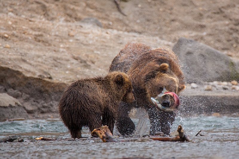 Gấu nâu Kamchatka