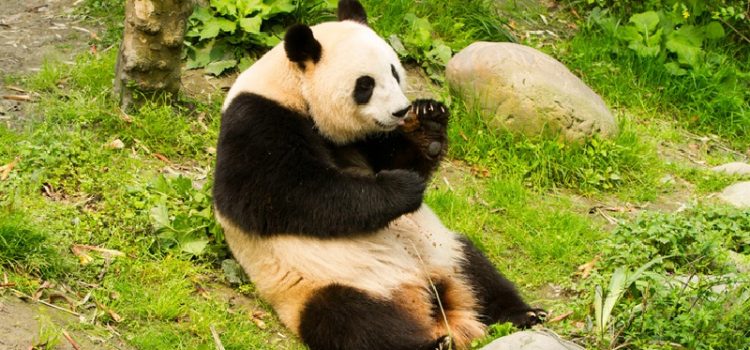 Top 8 địa điểm tham quan lý tưởng ở Trung Quốc dành cho những người yêu động vật