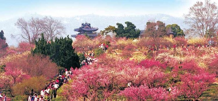 Top 6 lễ hội hoa ấn tượng nhất ở Trung Quốc