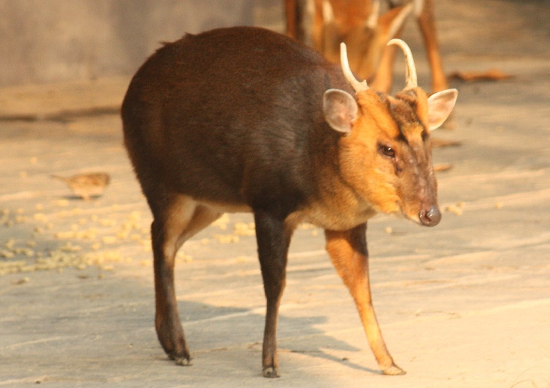 Mang đầu lông