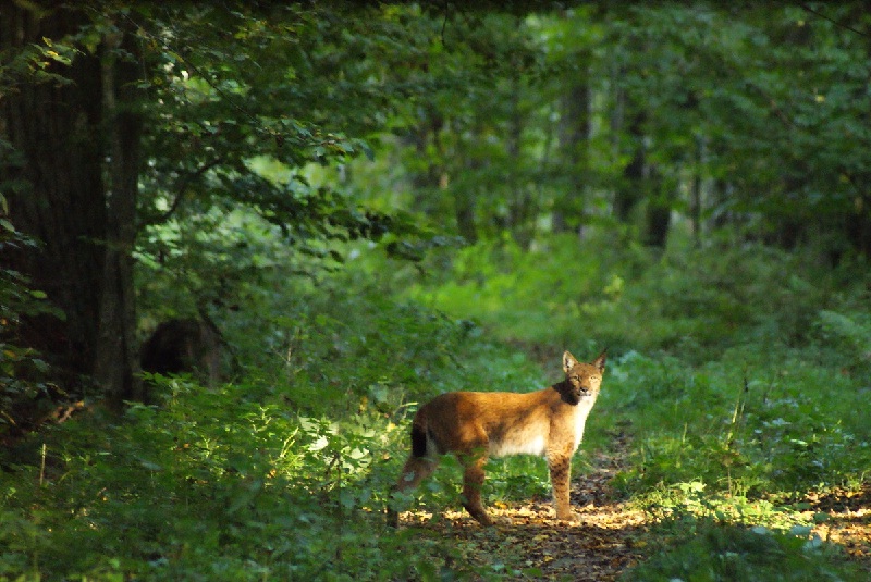 Rừng Bialowieza