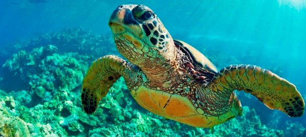 Tham gia các trải nghiệm thú vị cùng loài rùa biển xanh ở Biển Cortez