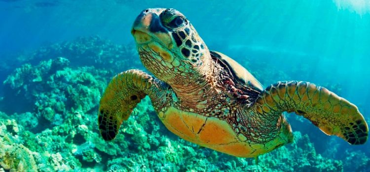 Khám phá 8 địa danh du lịch sinh thái thân thiện với môi trường nhất thế giới