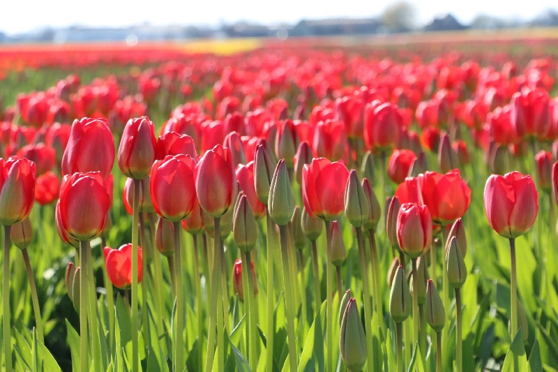 7 triệu bông hoa tulip đã nở rộ ở vườn hoa Keukenhof