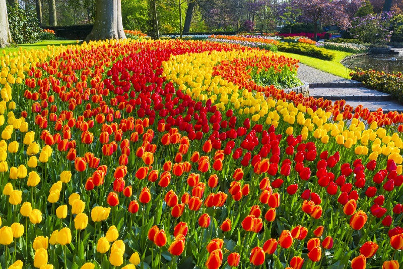 Bạn vẫn có thể chiêm ngưỡng vẻ đẹp của Vườn hoa Keukenhof với tour du lịch ảo