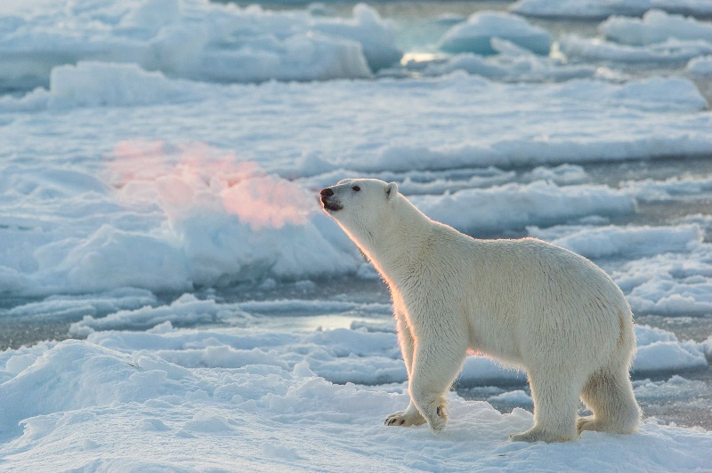 Gấu Bắc Cực ở Svalbard, Na Uy